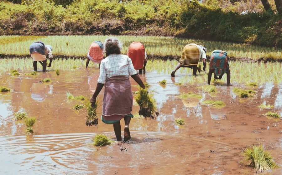 Daily-wage workers planting paddy in a flooded field in Tamil Nadu